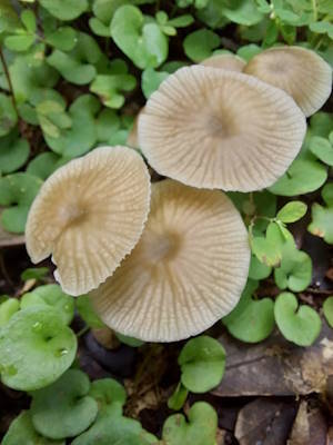pretty shrooms